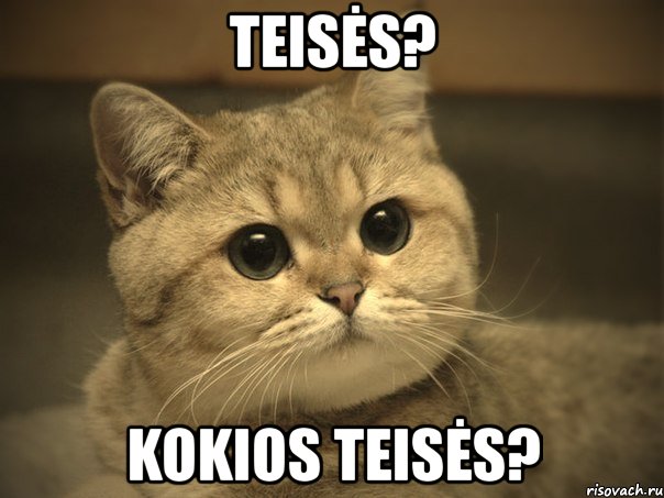 teisės? kokios teisės?, Мем Пидрила ебаная котик