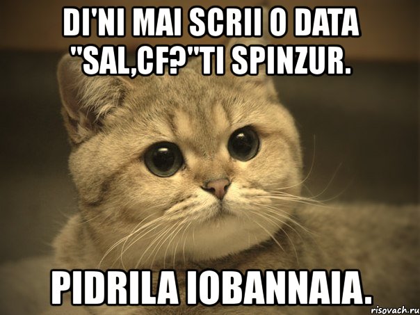 di'ni mai scrii o data "sal,cf?"ti spinzur. pidrila iobannaia., Мем Пидрила ебаная котик