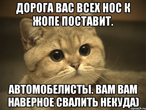 дорога вас всех нос к жопе поставит. автомобелисты. вам вам наверное свалить некуда), Мем Пидрила ебаная котик