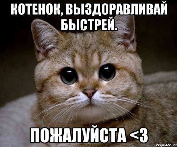 котенок, выздоравливай быстрей. пожалуйста <3, Мем Пидрила Ебаная