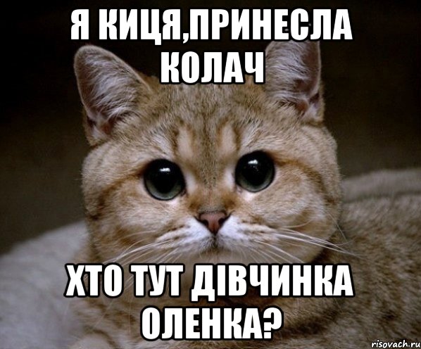 я киця,принесла колач хто тут дівчинка оленка?, Мем Пидрила Ебаная