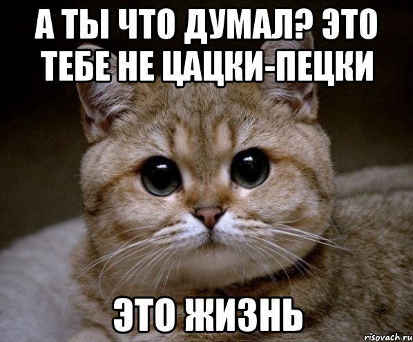 а ты что думал? это тебе не цацки-пецки это жизнь, Мем Пидрила Ебаная