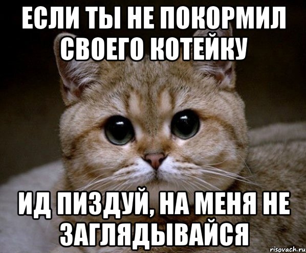 если ты не покормил своего котейку ид пиздуй, на меня не заглядывайся, Мем Пидрила Ебаная