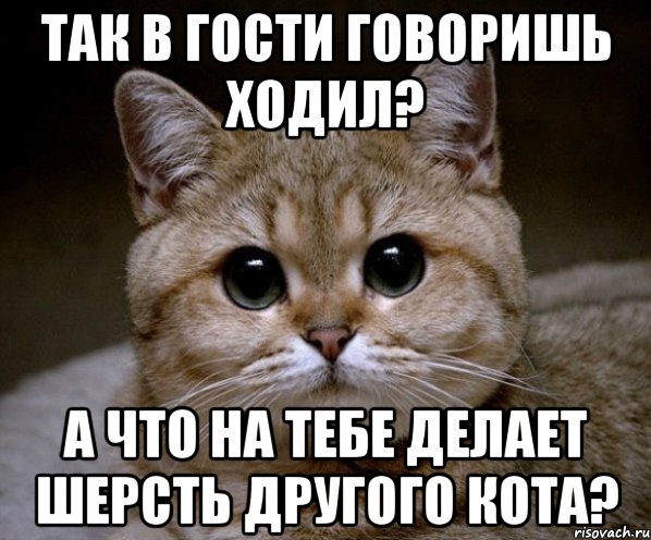 так в гости говоришь ходил? а что на тебе делает шерсть другого кота?, Мем Пидрила Ебаная