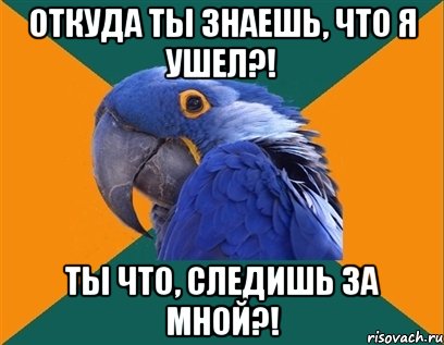 откуда ты знаешь, что я ушел?! ты что, следишь за мной?!, Мем Попугай параноик