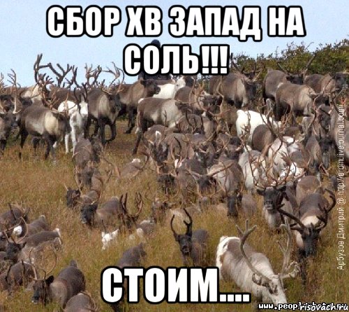 сбор хв запад на соль!!! стоим...., Мем стадо оленей