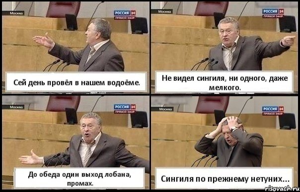 Сей день провёл в нашем водоёме. Не видел сингиля, ни одного, даже мелкого. До обеда один выход лобана, промах. Сингиля по прежнему нетуних..., Комикс Жирик в шоке хватается за голову