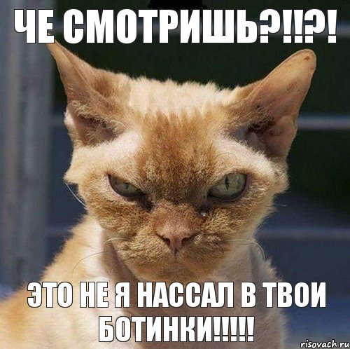 че смотришь?!!?! это не я нассал в твои ботинки!!!, Комикс  злой кот