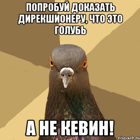 попробуй доказать дирекшионеру, что это голубь а не кевин!, Мем голубь