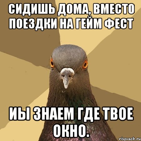 сидишь дома, вместо поездки на гейм фест иы знаем где твое окно., Мем голубь