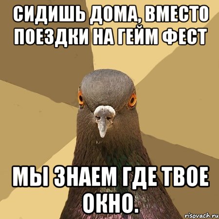 сидишь дома, вместо поездки на гейм фест мы знаем где твое окно., Мем голубь