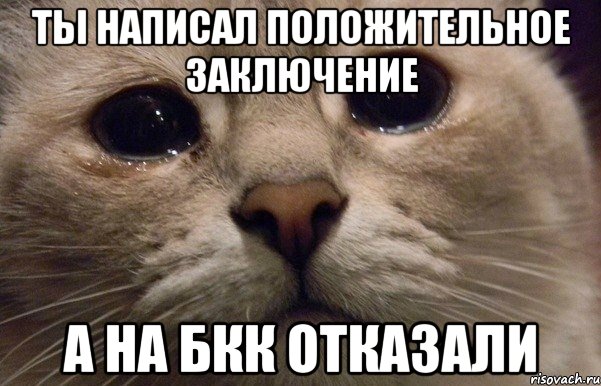 ты написал положительное заключение а на бкк отказали, Мем   В мире грустит один котик