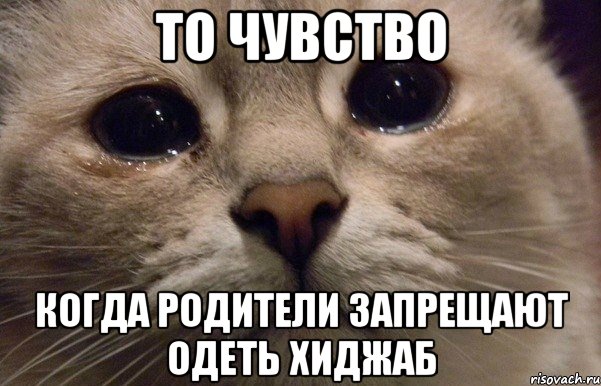 то чувство когда родители запрещают одеть хиджаб, Мем   В мире грустит один котик