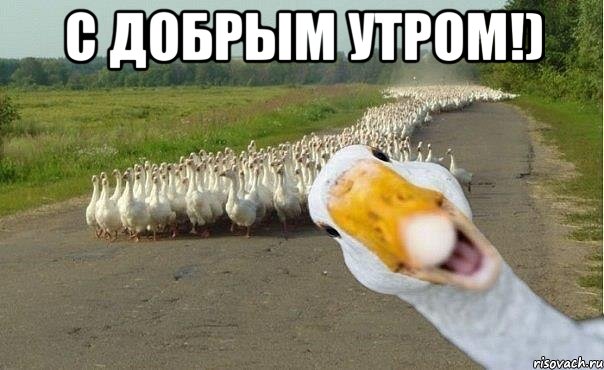 с добрым утром!) , Мем гуси