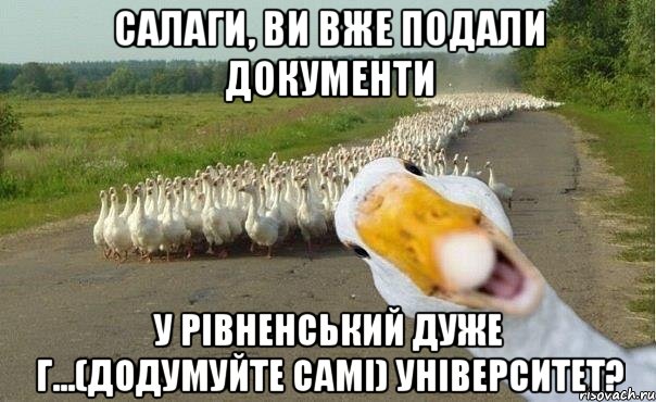 салаги, ви вже подали документи у рівненський дуже г...(додумуйте самі) університет?, Мем гуси