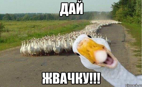 дай жвачку!!!, Мем гуси