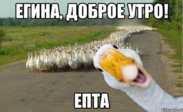 егина, доброе утро! епта, Мем гуси