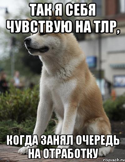 так я себя чувствую на тлр, когда занял очередь на отработку, Мем  Хатико ждет