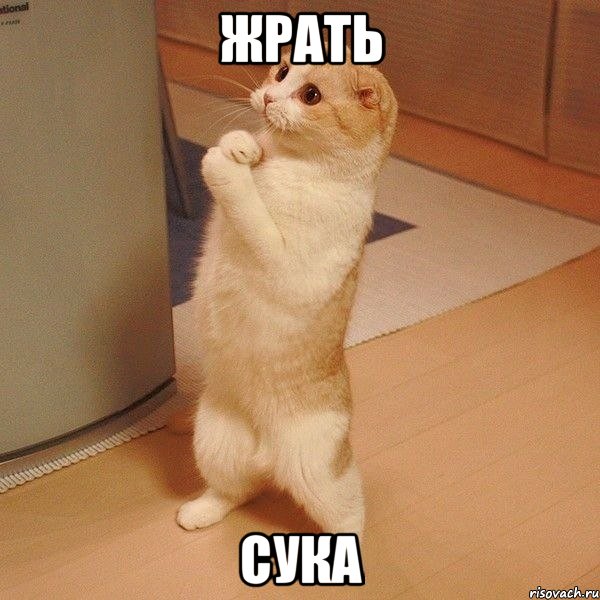 жрать сука, Мем  котэ молится