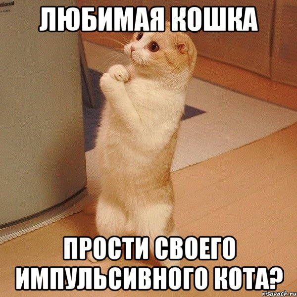 любимая кошка прости своего импульсивного кота?, Мем  котэ молится