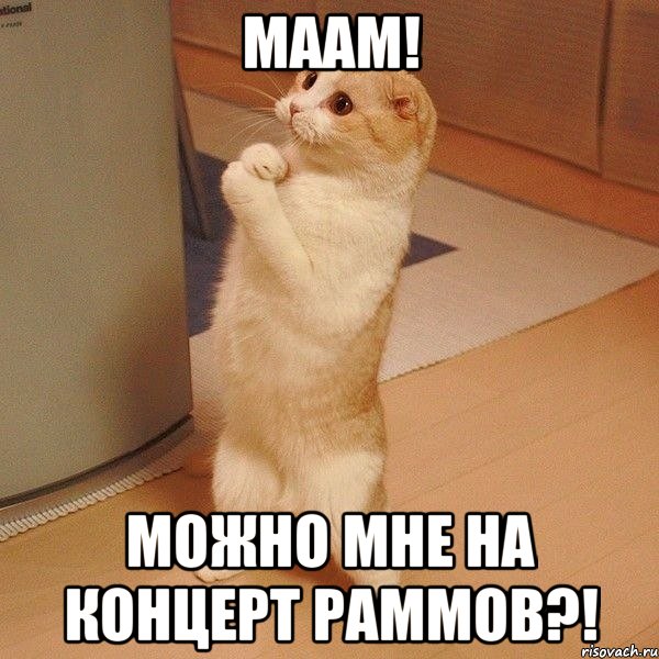 маам! можно мне на концерт раммов?!, Мем  котэ молится