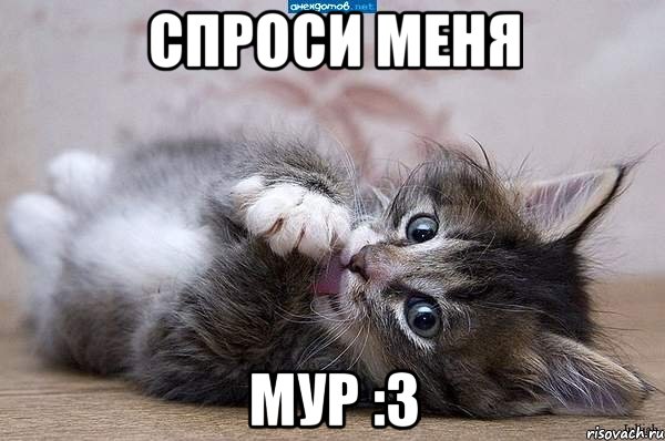 спроси меня мур :3