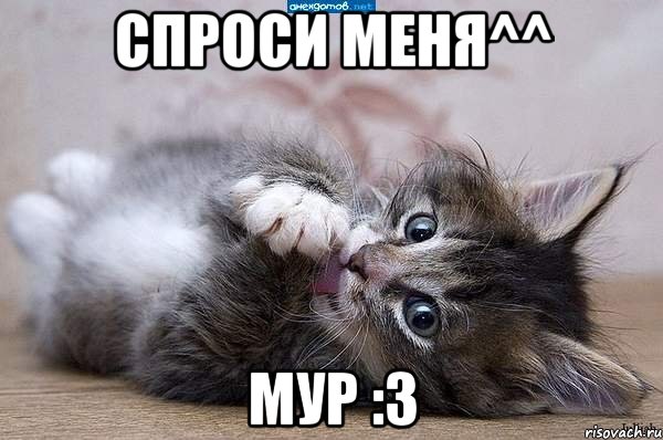 спроси меня^^ мур :3