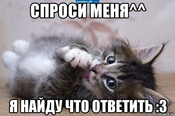 спроси меня^^ я найду что ответить :3, Мем  котенок