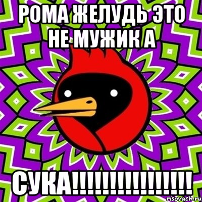 рома желудь это не мужик а сука!!!, Мем Омская птица