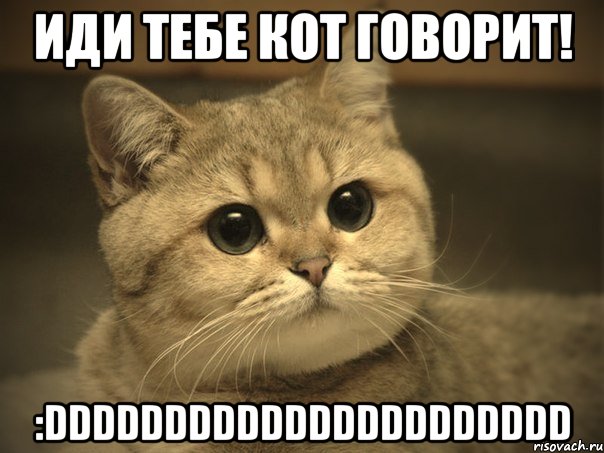 иди тебе кот говорит! :dddddddddddddddddddddd, Мем Пидрила ебаная котик