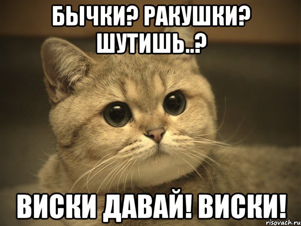 бычки? ракушки? шутишь..? виски давай! виски!, Мем Пидрила ебаная котик