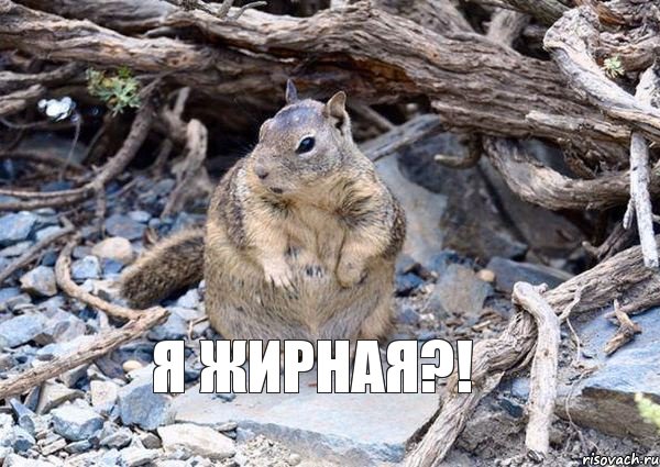 Я ЖИРНАЯ?!, Комикс привет