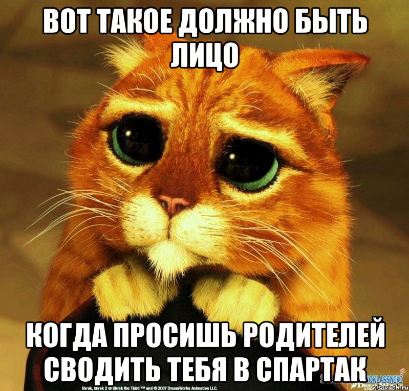 вот такое должно быть лицо когда просишь родителей сводить тебя в спартак, Мем Котик из Шрека