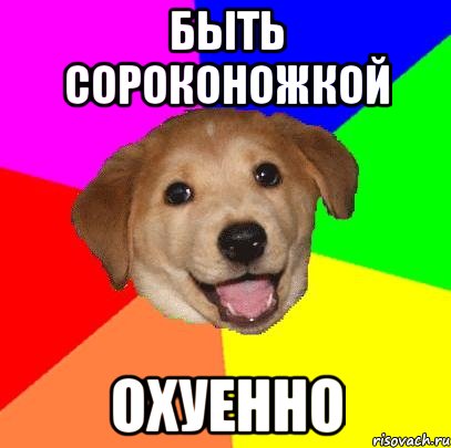 быть сороконожкой охуенно, Мем Advice Dog