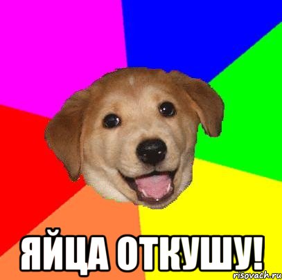  яйца откушу!, Мем Advice Dog