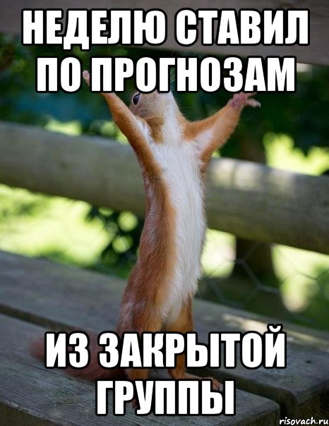 неделю ставил по прогнозам из закрытой группы, Мем    белка молится