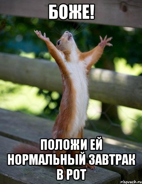 боже! положи ей нормальный завтрак в рот, Мем    белка молится