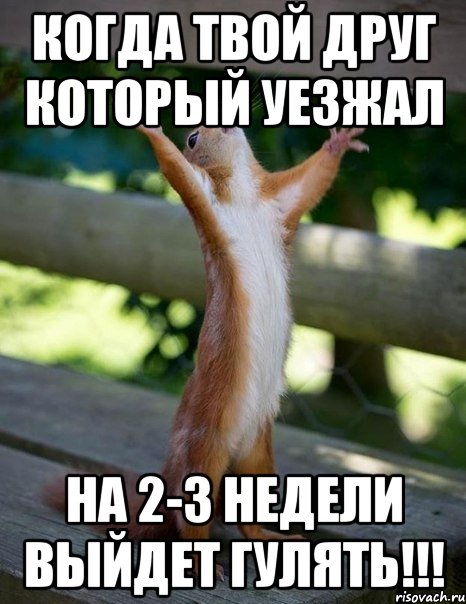 когда твой друг который уезжал на 2-3 недели выйдет гулять!!!, Мем    белка молится