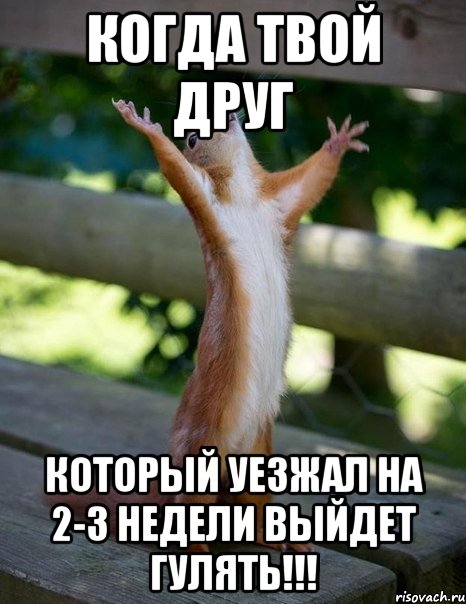 когда твой друг который уезжал на 2-3 недели выйдет гулять!!!, Мем    белка молится