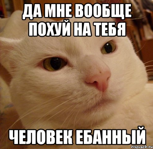 да мне вообще похуй на тебя человек ебанный, Мем Дерзкий котэ