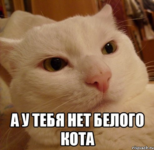  а у тебя нет белого кота