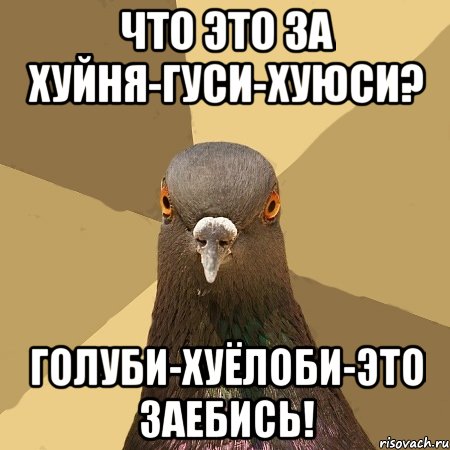 что это за хуйня-гуси-хуюси? голуби-хуёлоби-это заебись!, Мем голубь