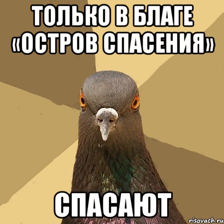 только в благе «остров спасения» спасают, Мем голубь