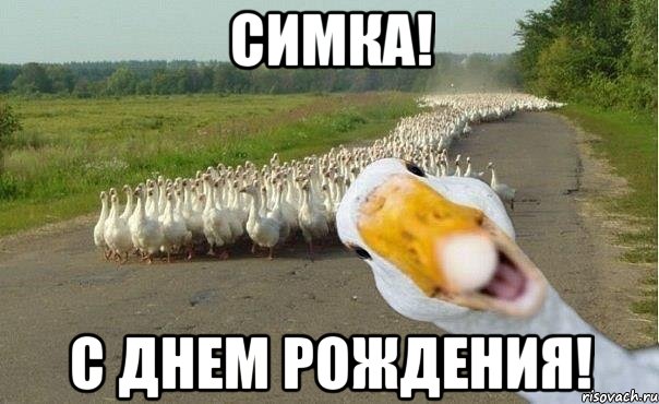 симка! с днем рождения!, Мем гуси