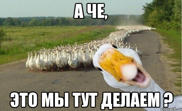 а че, это мы тут делаем ?, Мем гуси