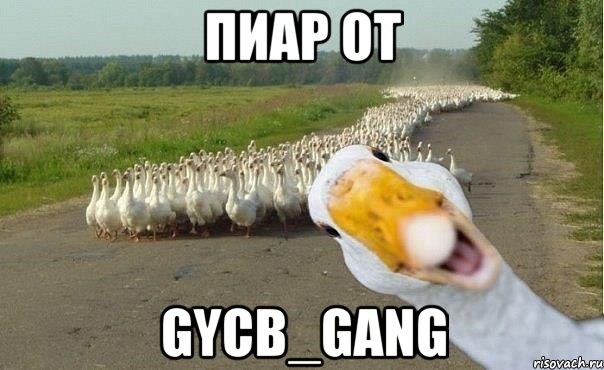 пиар от gycb_gang, Мем гуси