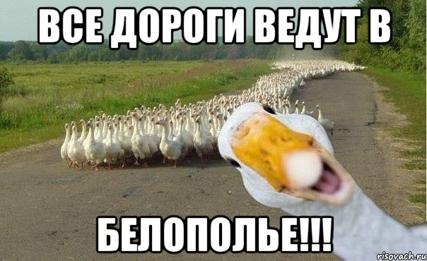 все дороги ведут в белополье!!!, Мем гуси