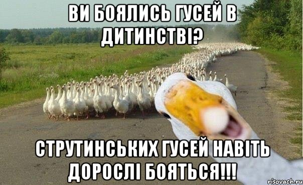 ви боялись гусей в дитинстві? струтинських гусей навіть дорослі бояться!!!, Мем гуси