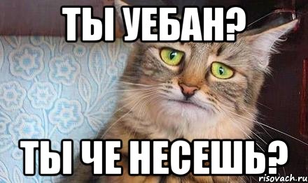 ты уебан? ты че несешь?, Мем  кот печаль