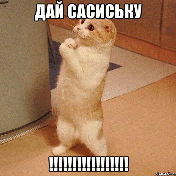 дай сасиську !!!, Мем  котэ молится